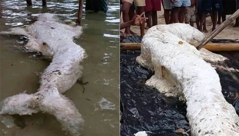 Mermaid look alike globster found in ashore of Papua New Guinea left scientists in confusion ans