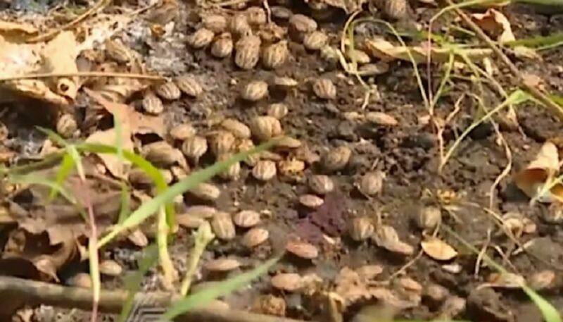 Farmers Plagued by Strange Species of Insects in Bidar grg