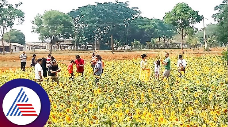 Mysuru dasara festival Flower flower.. Tourists who are in love with sunflowers at gundlupete mysuru rav