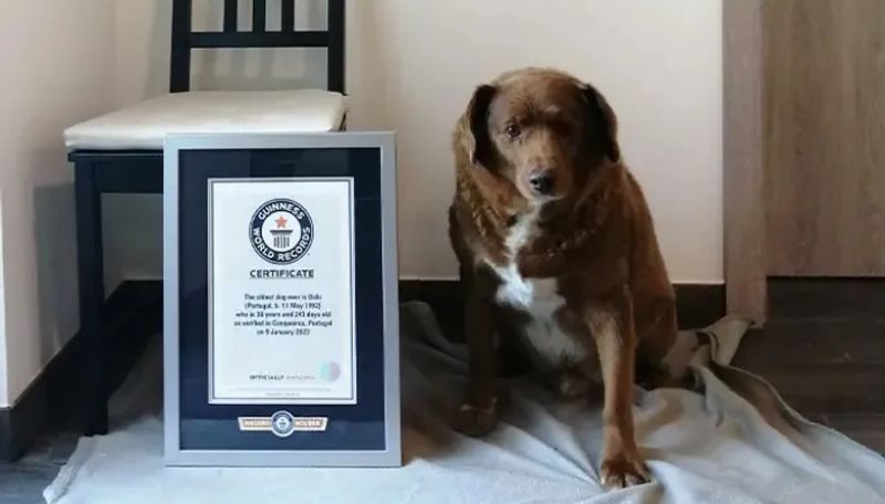 Bobi recorded as worlds oldest dog by Guinness World record died in Portugal ans