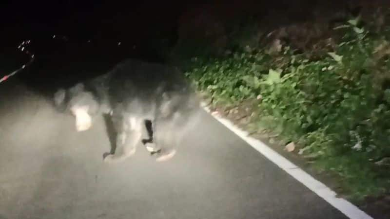 A video of a bear running across the road in the Nilgiris is going viral vel