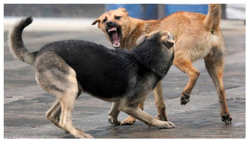 stray dog killed by locals after biting 29 in one hour test positive for rabies etj