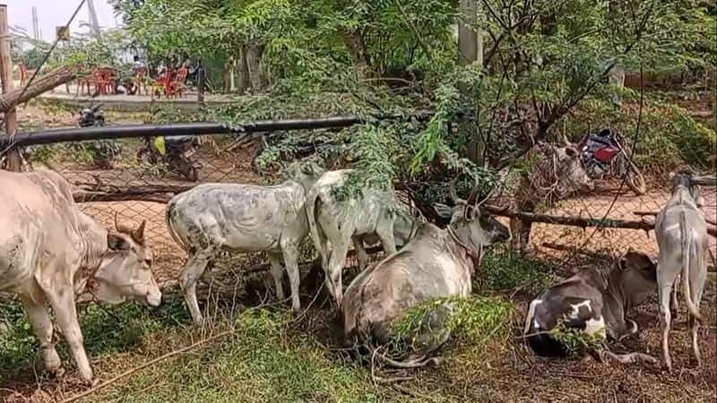 farmers caught cow which eat paddy at agricultural land in ariyalur district vel