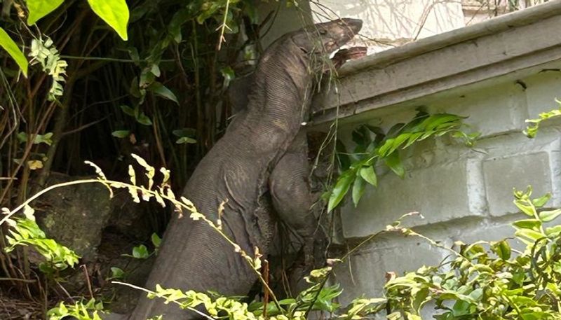 Huge Bengal Monitor Lizard Sighting in Kodagu grg 