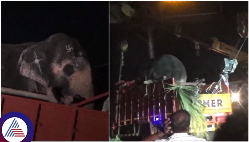 Dussehra elephant carrying lorry accident driver dies and elephant is safe sat