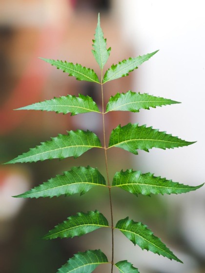 How to use neem face pack for all skin types