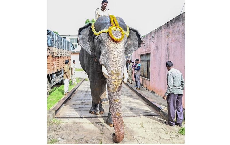 mysuru dasara 2023 elephants weight test Abhimanyus weight increased by 300 kg gvd