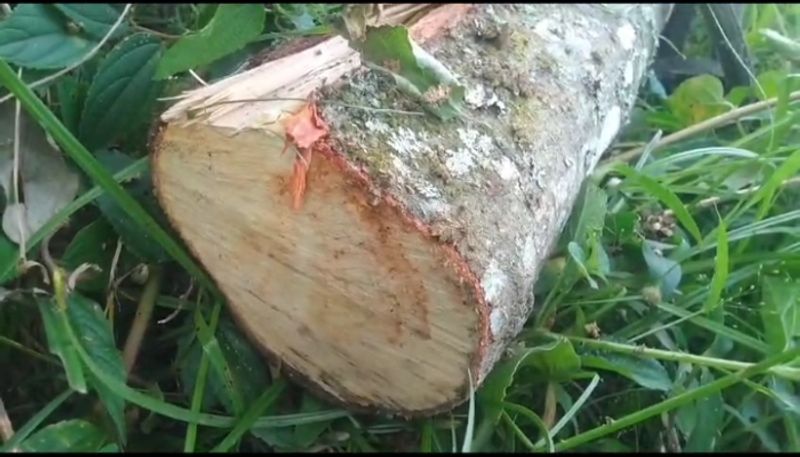 Cabinet has approved a draft bill giving rights to owners to cut sandalwood trees on private land