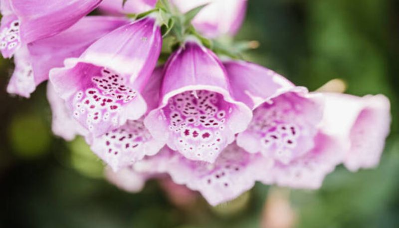 this popular flower foxglove can give you a heart attack say experts in tamil mks