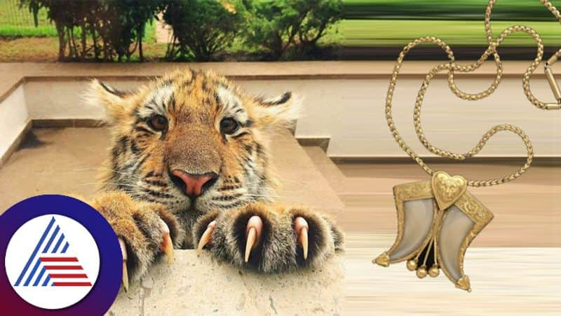 What happens if  actors wore tiger claws other than any one else suc