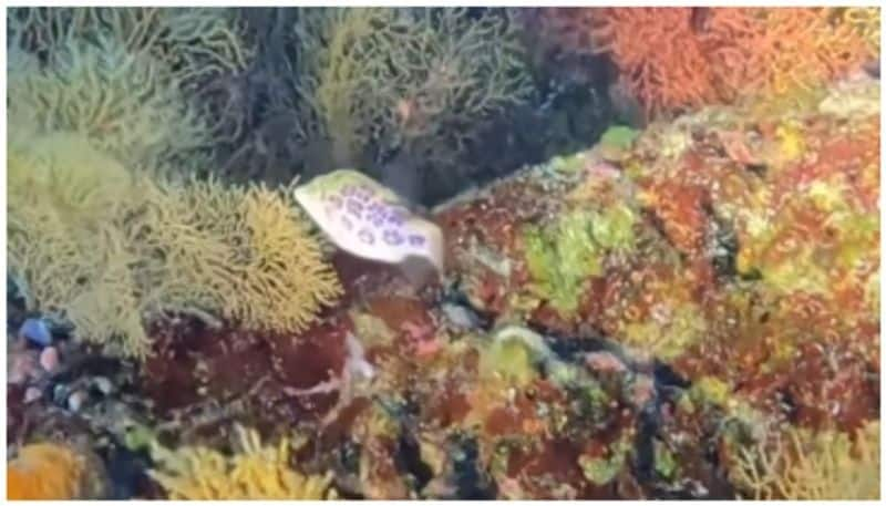 rare leopard toby puffer fish spotted off Australia bkg