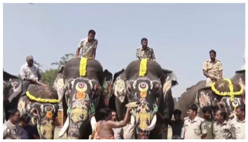 Dasara elephants send to forest after worship nbn