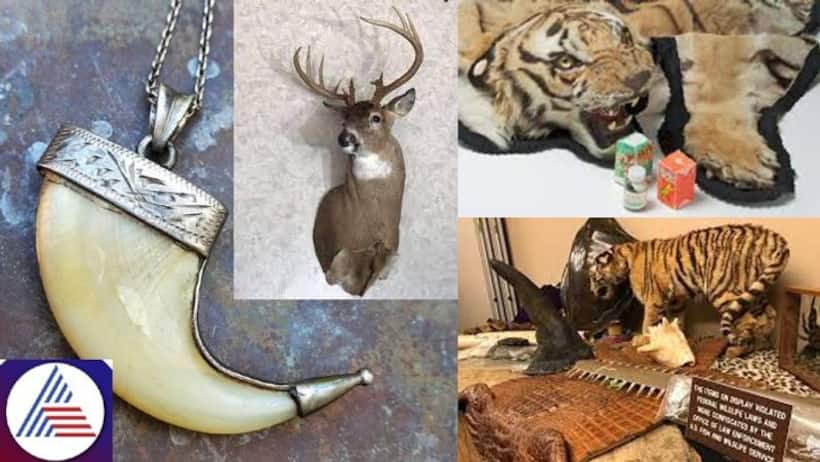 Tiger claw pendant row in Karnataka sparks concern over wildlife treasures in Malenadu