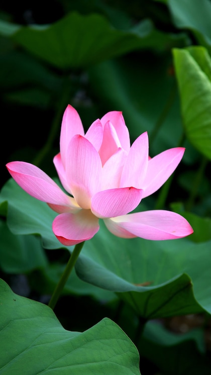 2. Lotus flowers