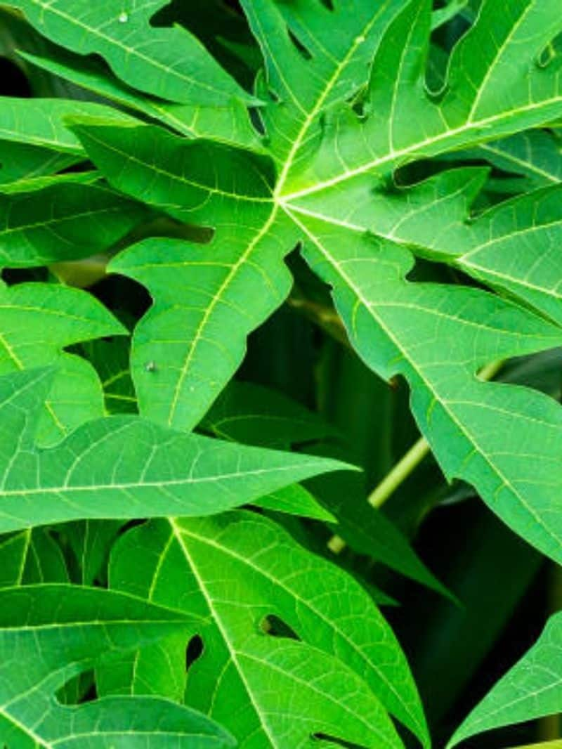 health benefits of papaya leaf rsl