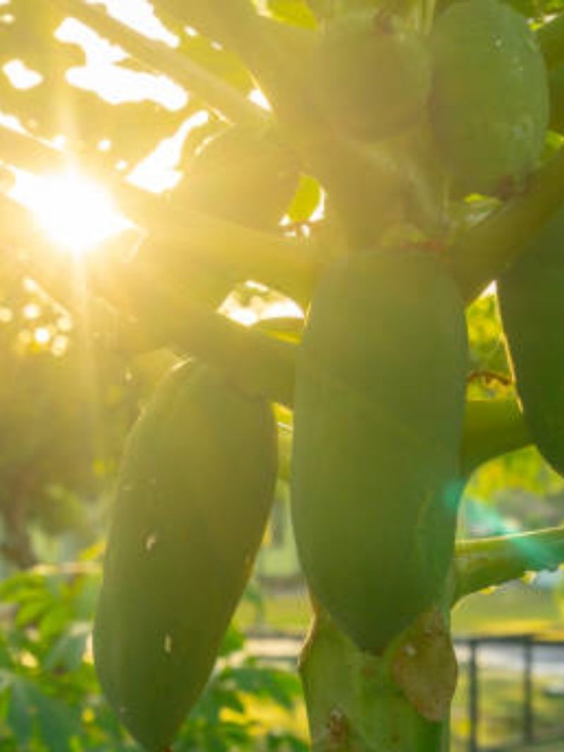 Leaf curl pest in mulberry plantations snr