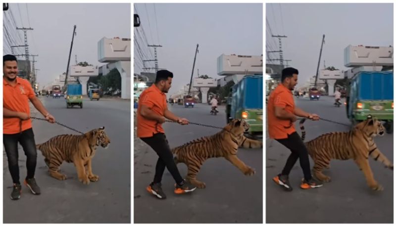 video of man walks the streets of Pakistan with a chained Bengal tiger went viral bkg