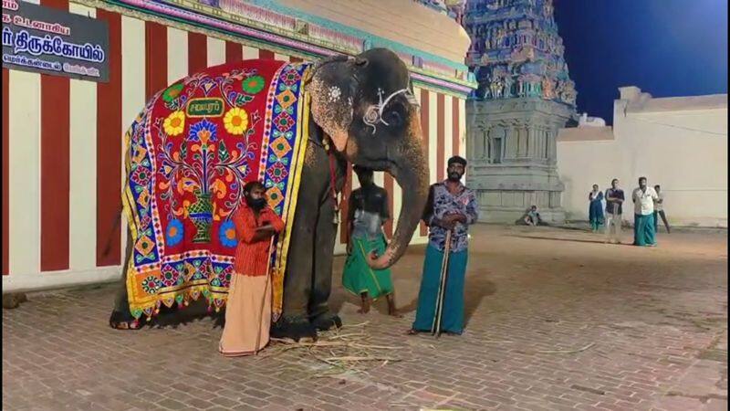 Elephant dance at ganesa song at mayiladuthurai video goes viral vel