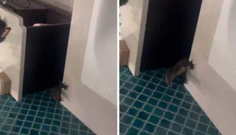 monitor lizard in hotel bathroom rlp