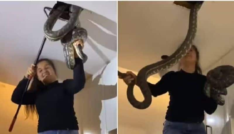 woman catches two snakes with bare hands rlp