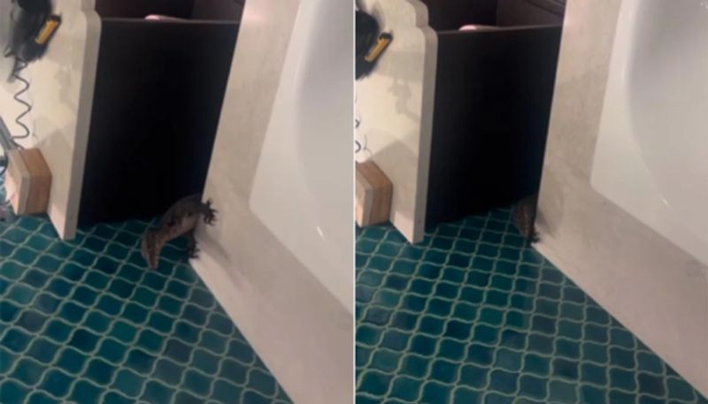 huge lizard found in bathroom the video going viral hyp