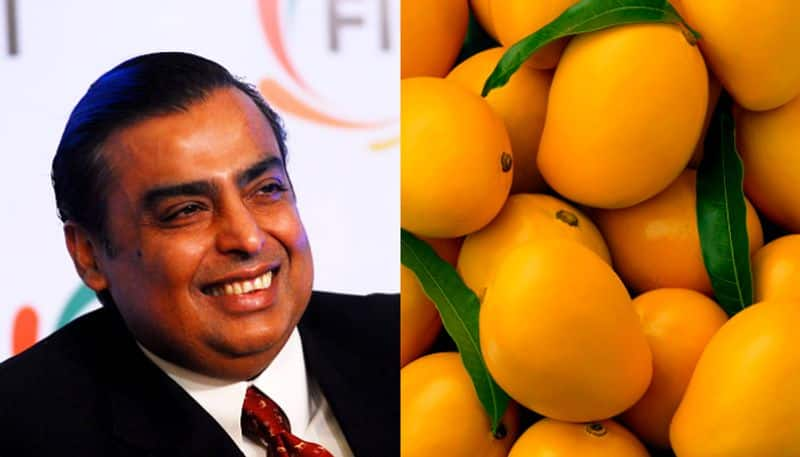 Mukesh Ambani is owner of largest orchard of mangoes in Asia