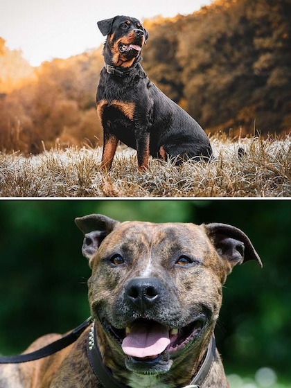 Rottweiler to Pit Bull-7 Dog breeds banned in India