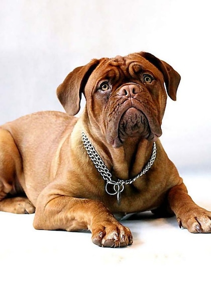 Dogue de Bordeaux (French Mastiff)