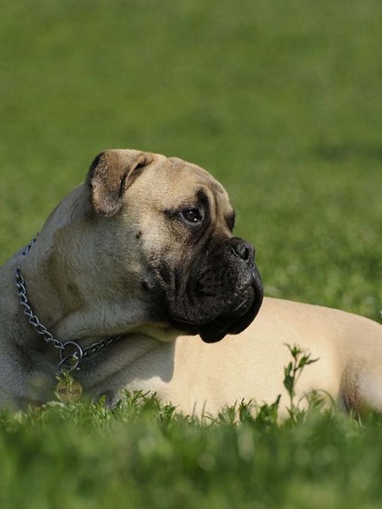 Bullmastiff