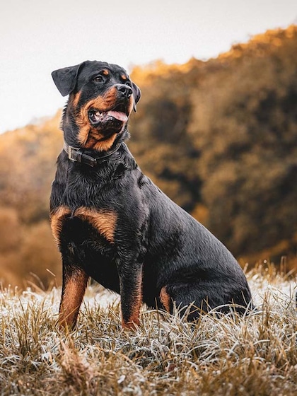 Rottweiler