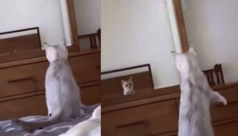 cat confused after seeing his ears in mirror rlp 