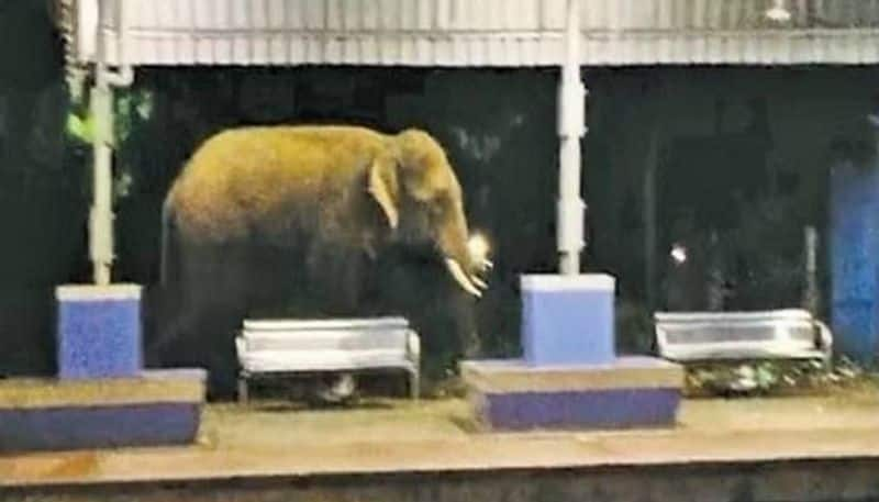 elephant in railway station in Andhra rlp