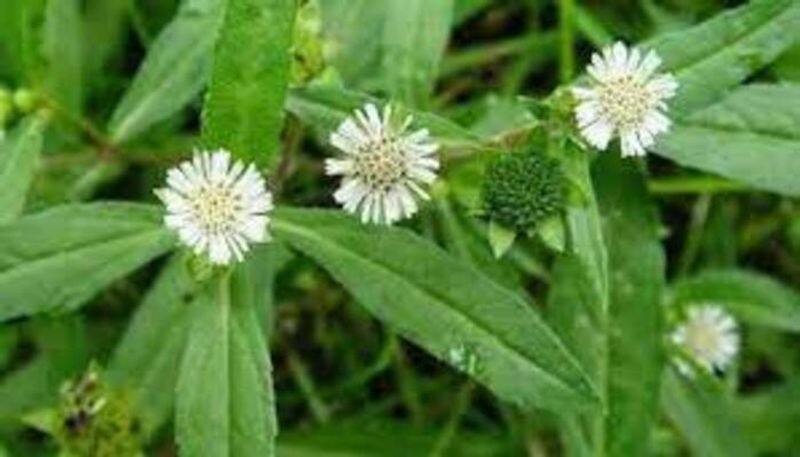 ponnanganni keerai good for mens health in tamil mks