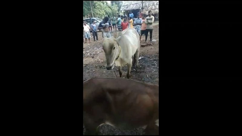 suspicious person attack bull at vellore district vel