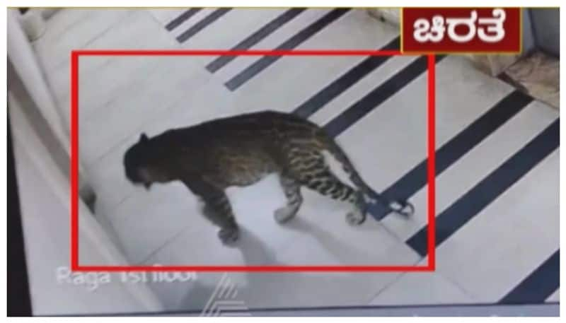 leopard in bengaluru cadenza apartments nbn