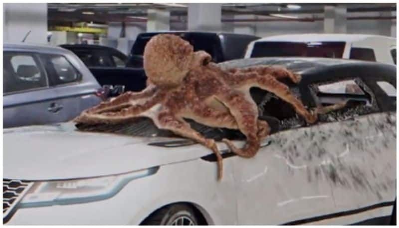 Whats behind the video of an octopus smashing a car in a parking lot bkg