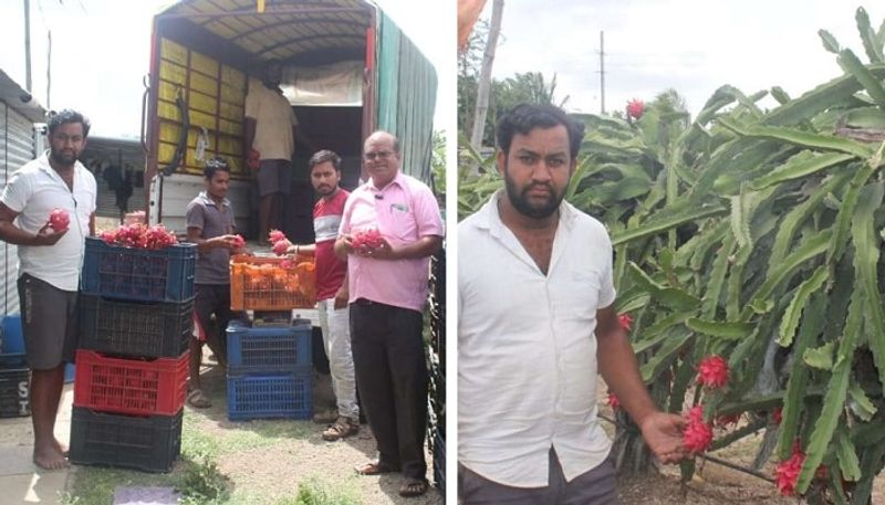 Young Farmer Who Earn Money for Dragon crop During Drought in Vijayapura grg