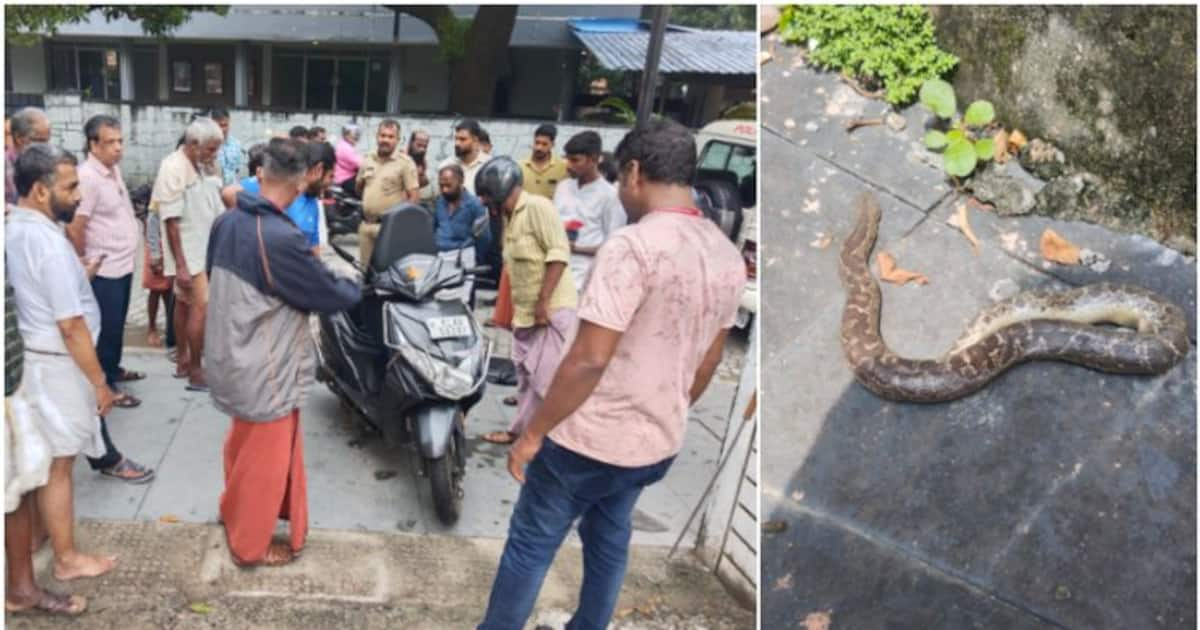 Snake found in scooter kerala shocking news ഒന്നടങ്കം ഞെട്ടി ഗുരുവായൂ