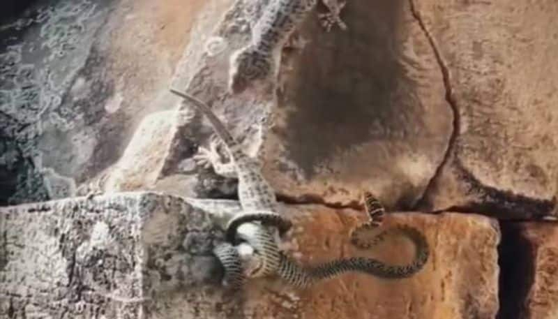 fight between snake and lizards rlp