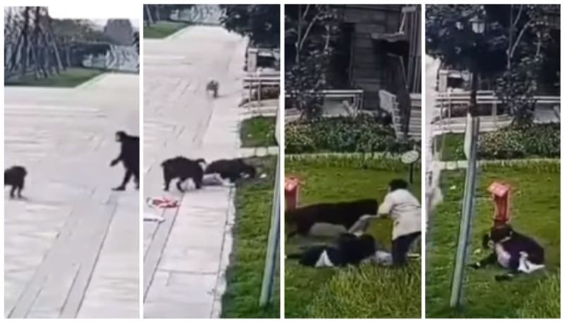 Shocking CCTV footage of street dog brutally assaulted the child in front of the mother went viral bkg