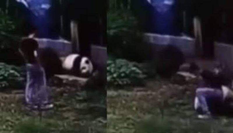 man entered into panda cage then this is happened rlp