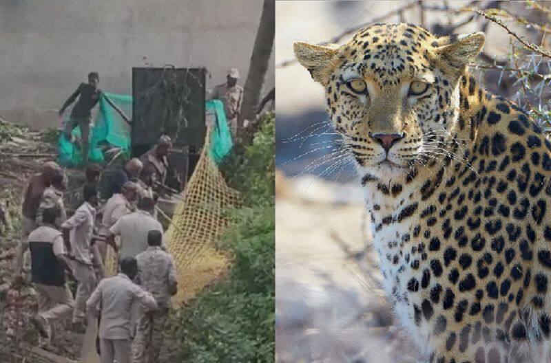 In Coonoor the forest department is keen to catch the leopard that entered the house KAK