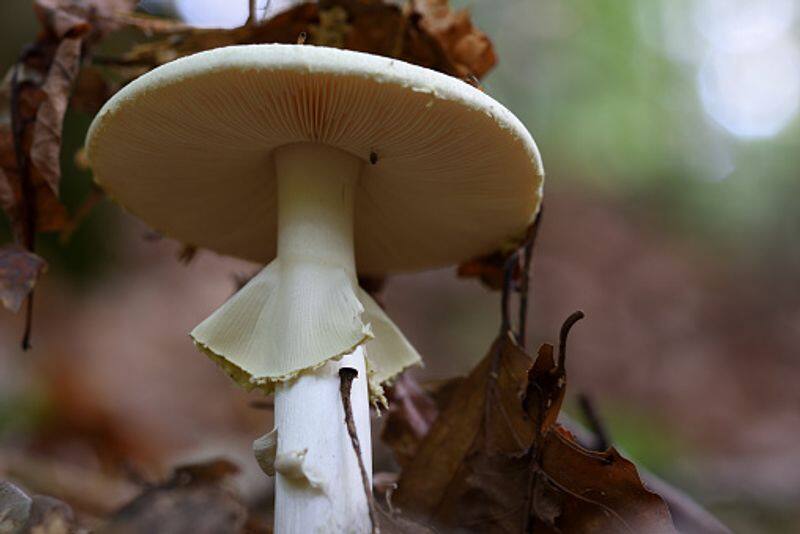 woman arrested in the case of death cap mushroom poisoning and three death bkg