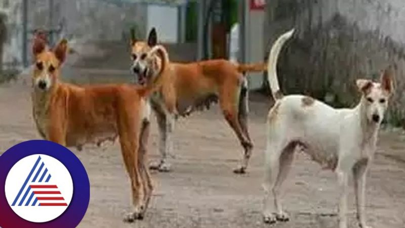 Chitradurga 11 year old boy dies after pack of street dogs attack in Rampura village vkp