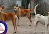 Stray Dogs Bite to Children and Women in Bengaluru grg 