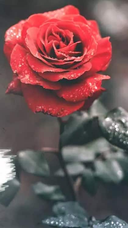 <p> Valentine's Day वीक के पहले दिन  Rose Day मनाया जाता है। इस दिन गुलाब देकर मोहब्बत का इजहार होता है। इस दिन सस्ते गुलाब भी महंगे लगते हैं गुलाब 100-2000 रुपए तक बिकते हैं।<br />
 </p>
