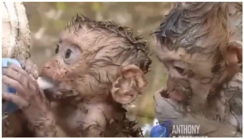 Video of two baby monkeys who survived the flood waiting for a bottle milk bkg 