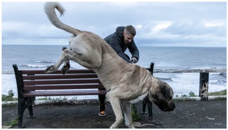 113 kg giant dog eats one chicken every day and costs four and a half lakhs per year for feed alone bkg 