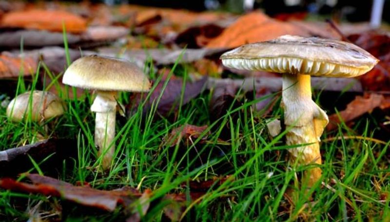 most dangerous mushroom Amanita phalloides or death cap rlp