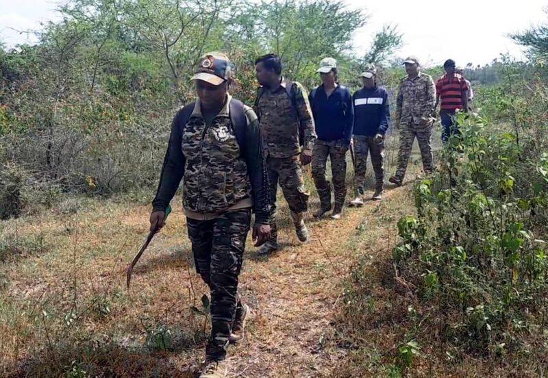 Combing has started to capture tigers in the countryside snr